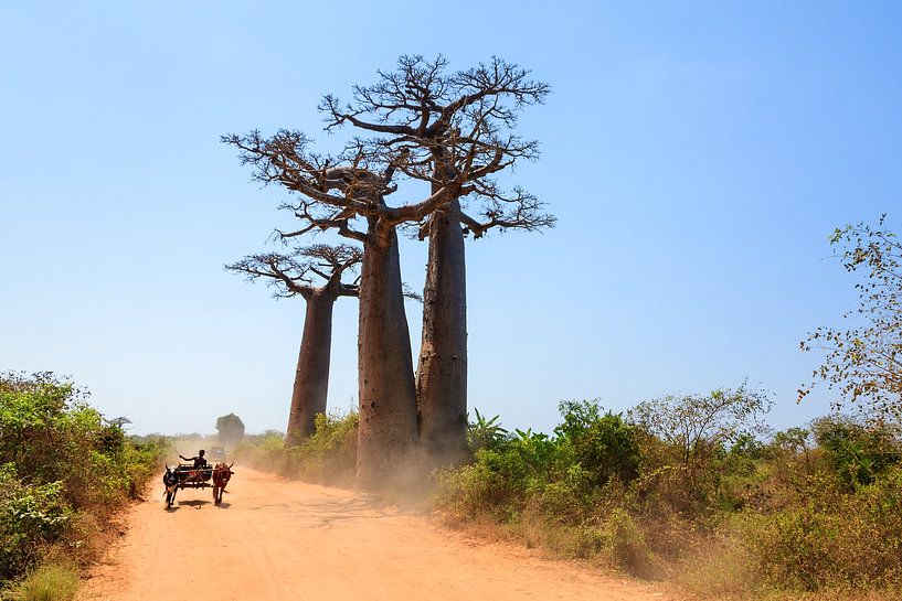 Baobab zeboekar von Dennis van de Water