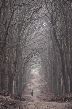 Matin brumeux dans la forêt sur l'Amerongseberg ! sur Peter Haastrecht, van