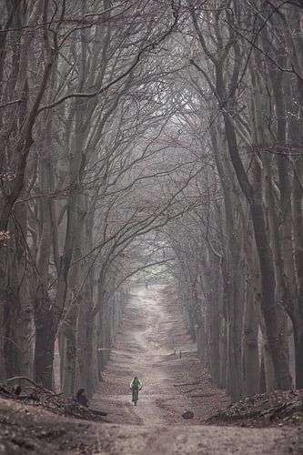 Mistige ochtend in het bos op de Amerongseberg!