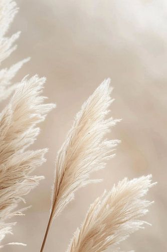 Pampagras, beige tinten, kunst, woonkamer, natuur, eenvoudige elegantie, details, rustgevend, harmonieus, vredig, decoratie, tijdloos