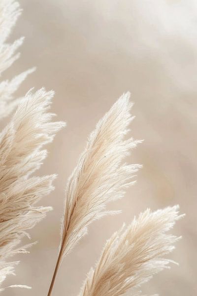 Pampas grass, beige tones, art, living room, nature, simple elegance, details, calming, harmonious, peaceful, decoration, timeless by Poster Art Shop