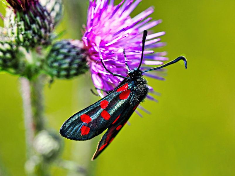 Little St. John's Butterfly by Eduard Lamping