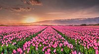 Roze Tulpen