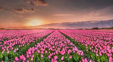 Pink Tulips by Machiel Koolhaas