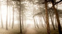 Morning mist