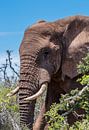 Big African Elephant by Jack Koning thumbnail