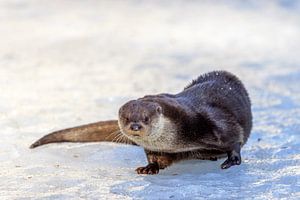 Loutre d'Europe (Lutra lutra)