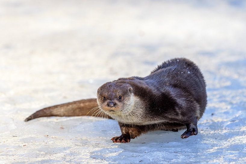 Fischotter (Lutra lutra) von Dirk Rüter