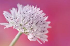 Schnittlauchblüte  von Violetta Honkisz