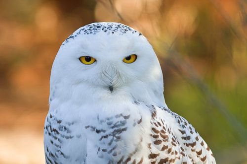 Snowy owl