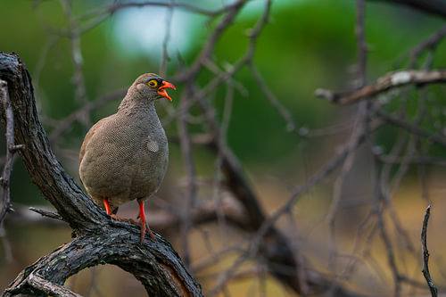 Red-Billed Spurfowl Calling from a Tree Branch