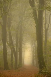 Pad door de magische ochtendnevel bos met zonlicht in de verte van Sjoerd van der Wal Fotografie