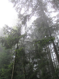 Mystischer Schwarzwald - Pfade der Stille VIII von Helmut Martin - The Art of Stone - Steinkunst & Photographie