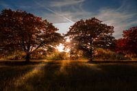 Herbstwald