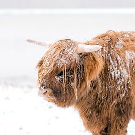 Scottish Highlander in the snow by Joyce van Wijngaarden