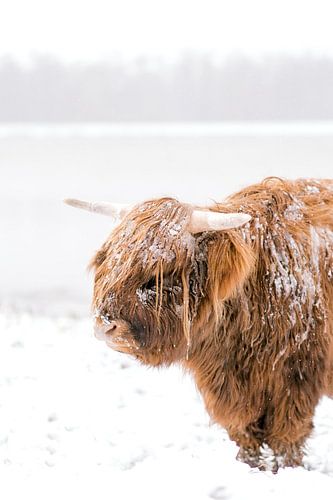 Schottischer Highlander im Schnee