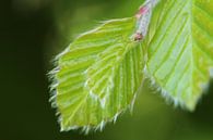 fresh green leaves van nele huyck thumbnail