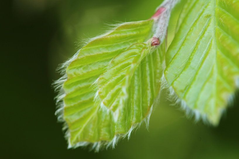 fresh green leaves van nele huyck