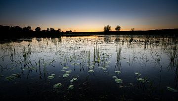 Lilies in the blue hour by LiemersLandschap