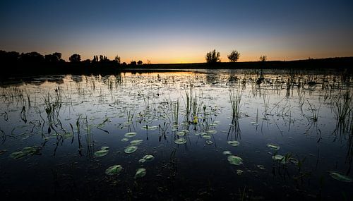 Lelies in het blauwe uurtje