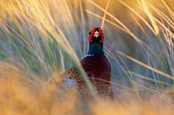 Common Pheasant, Phasianus colchicus by Beschermingswerk voor aan uw muur thumbnail