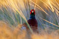 Common Pheasant, Phasianus colchicus
