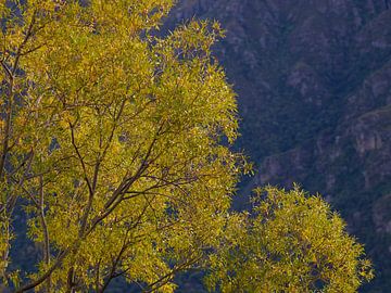 Herfstkleuren van Keith Wilson Photography