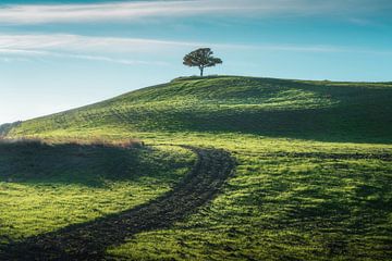 Eenzame boom op de top van een heuvel in Val d'Orcia. Toscane van Stefano Orazzini
