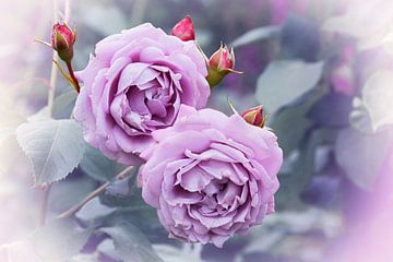 twee lichtpaarse bloeiende rozen, romantische wazige achtergrond in n van SusaZoom