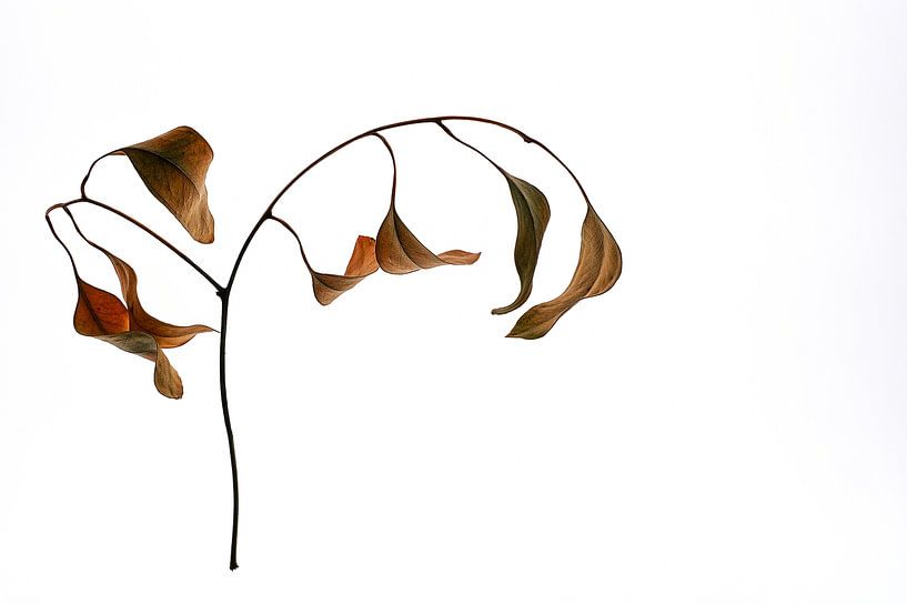 Transition by Anneliese Grünwald-Märkl