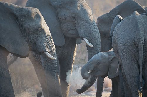 jonge olifant