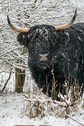 in the winter in the forest stay a galloway in the snow
