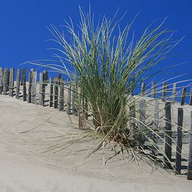 Duinen van Marcel Brands