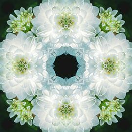 White flowers mandala