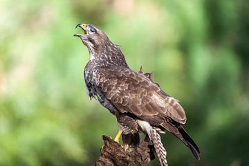 Bussard Raubvogel im Besonderen