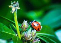Coccinelle sur une plante