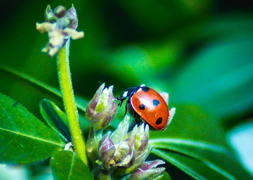 Marienkäfer auf einer Pflanze von DutchRosephotography