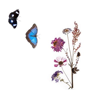 Dahlia met vlinders van Anjo Kan