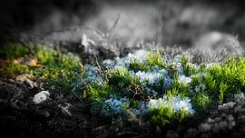 Winterlicher Waldboden von Bernd Tollkühn
