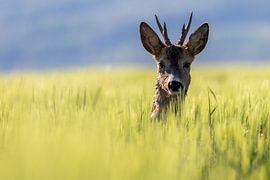 Ik zie je. van Britta Kärcher