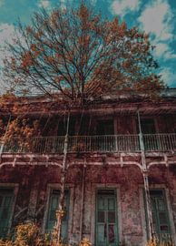 Colony of madness van Kevin Wenink