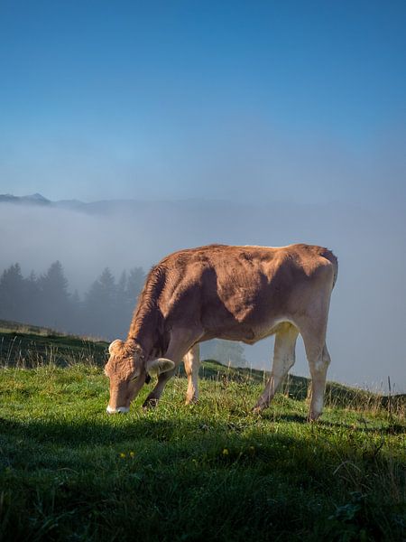Une belle vache de l'Allgäu I par calvaine8