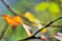 Oranges Blatt