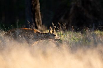 Reebok snacking on blueberries