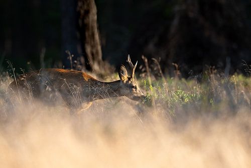 Reebok schnappt sich Blaubeeren