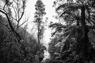 Forêt tropicale dans le brouillard X par Ines van Megen-Thijssen Aperçu