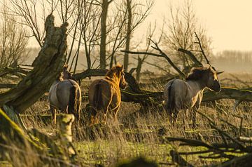 Konik paarden met zonsondergang van Ans Bastiaanssen