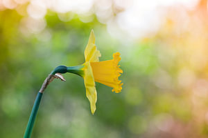 Narcissus