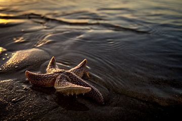 étoile de mer sur Gonnie van de Schans