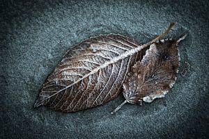 image atmosphérique avec des feuilles d'automne sur Guido Rooseleer